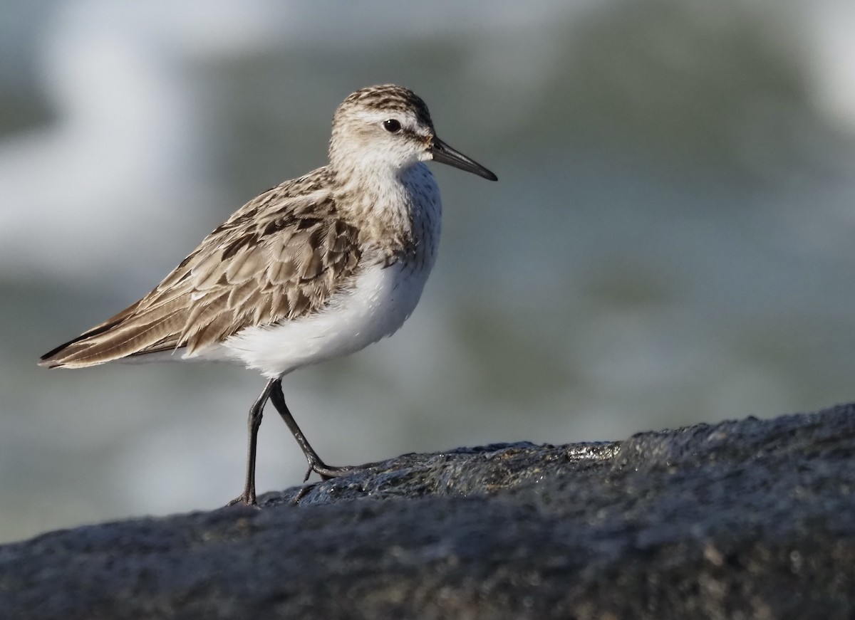 Semipalmated Sandpiper - Suzette Stitely