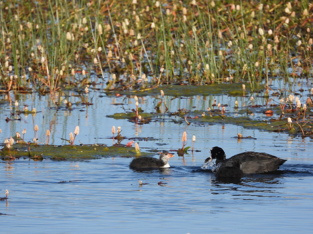 Eurasian Coot - ML490953731