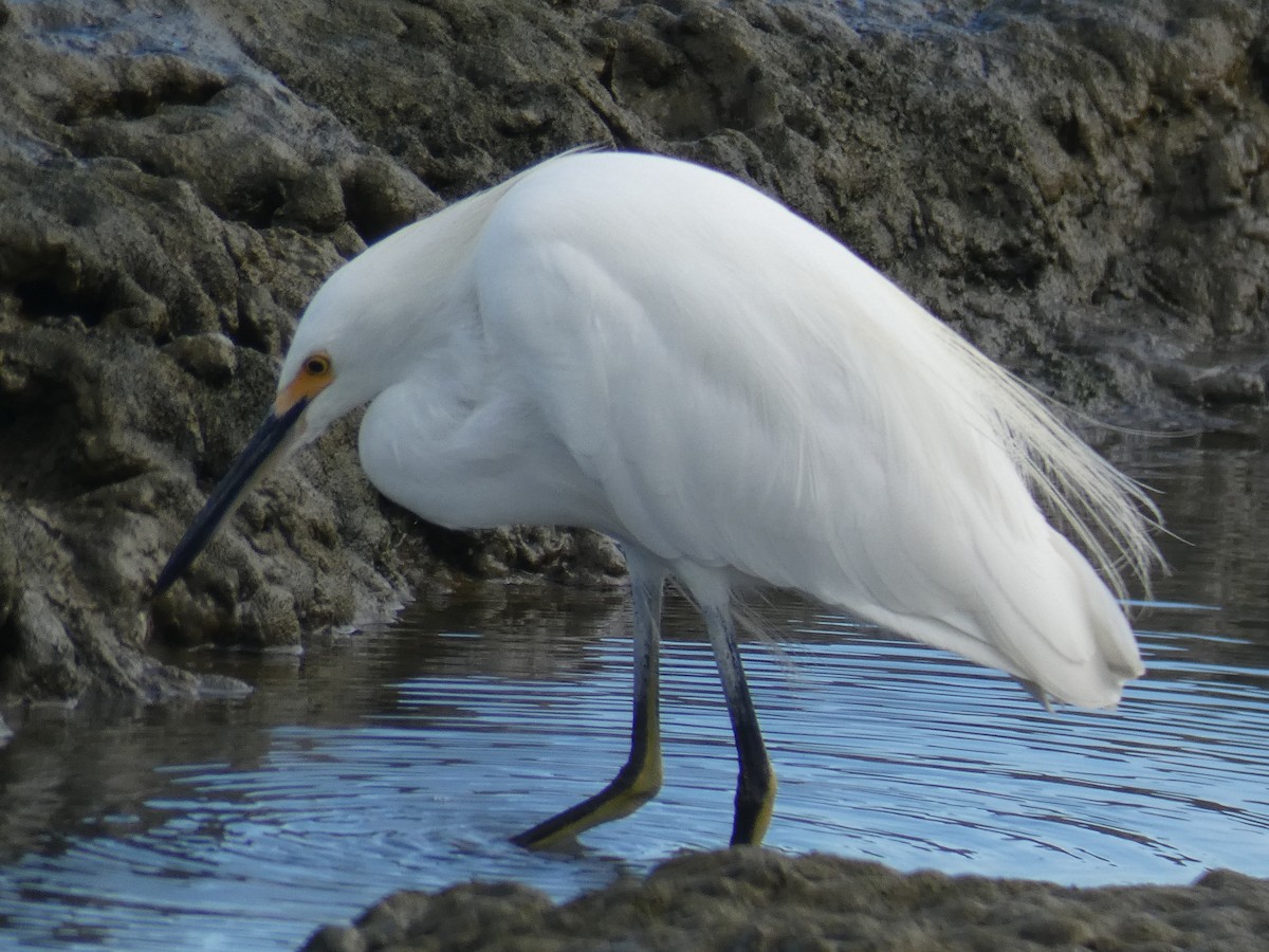 Snowy Egret - ML490953791