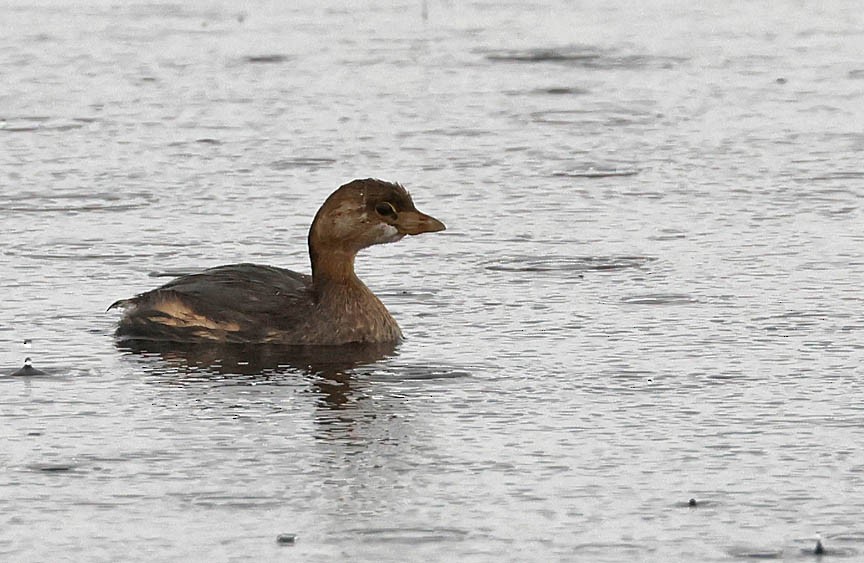 Pied-billed Grebe - ML490953921