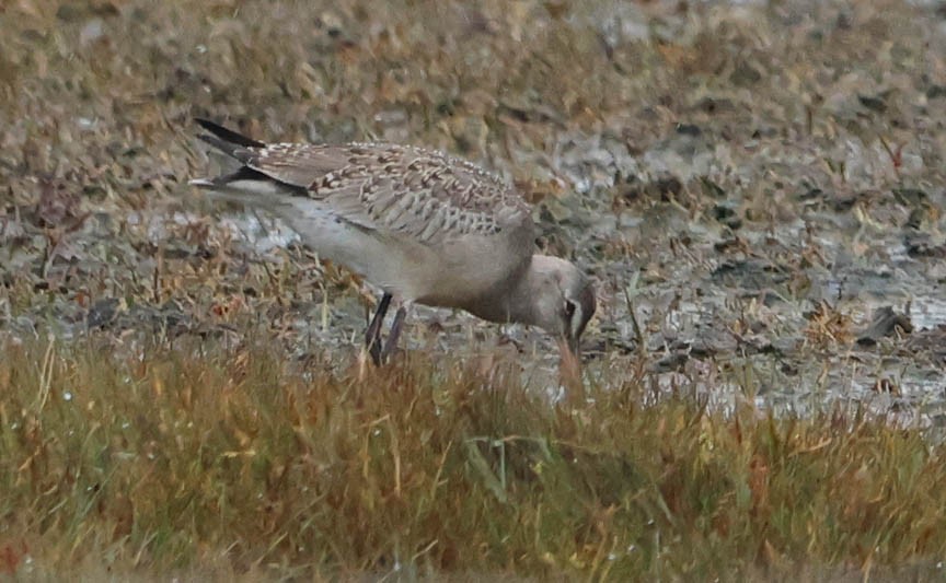 Hudsonian Godwit - ML490954581