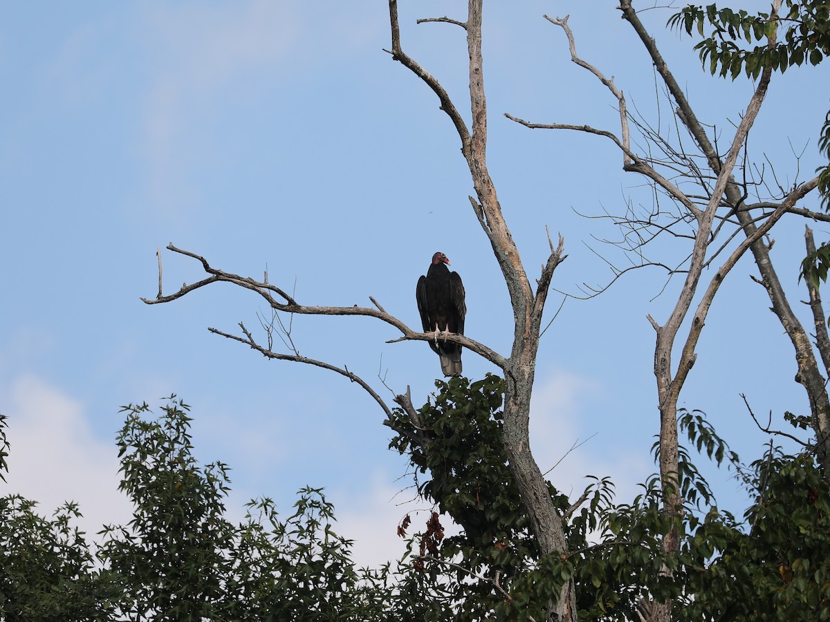 Turkey Vulture - ML490957781