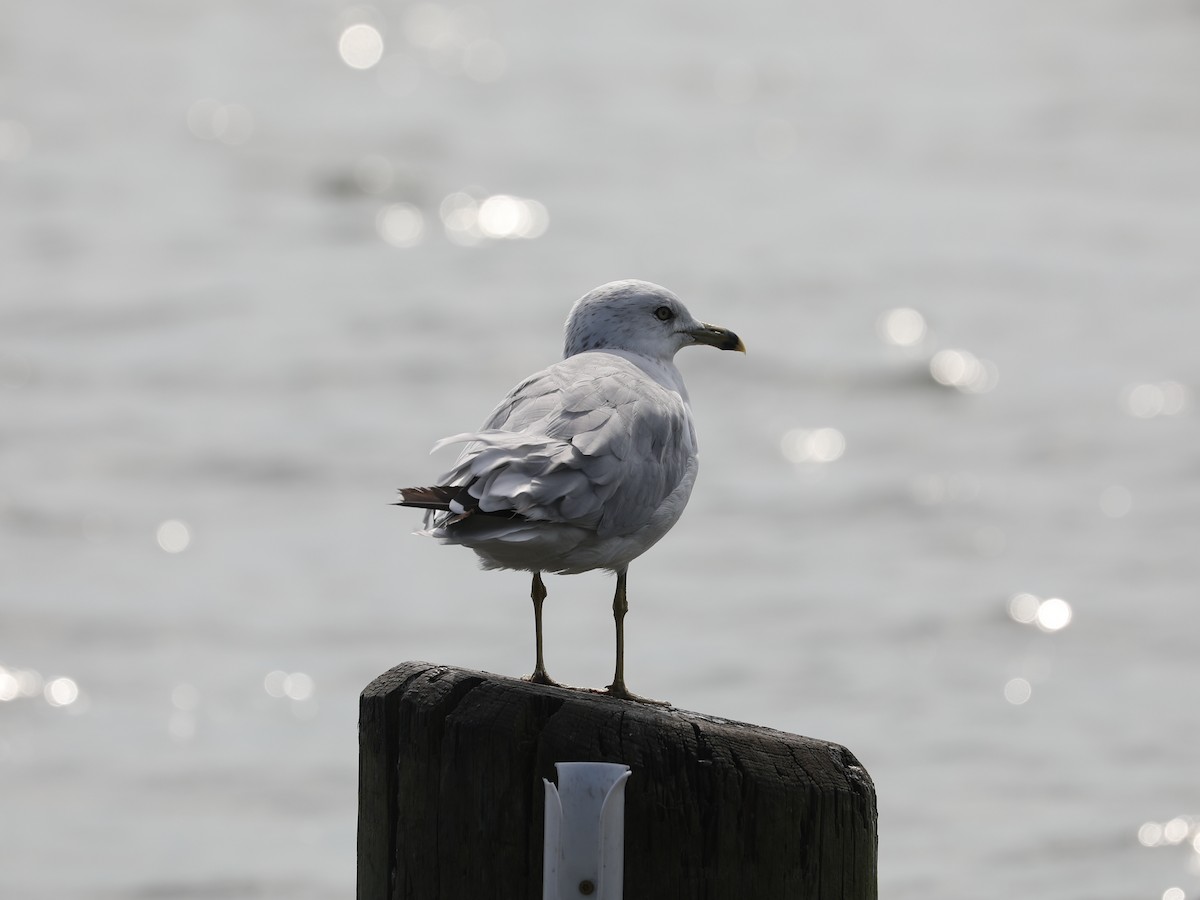 Ring-billed Gull - ML490957821