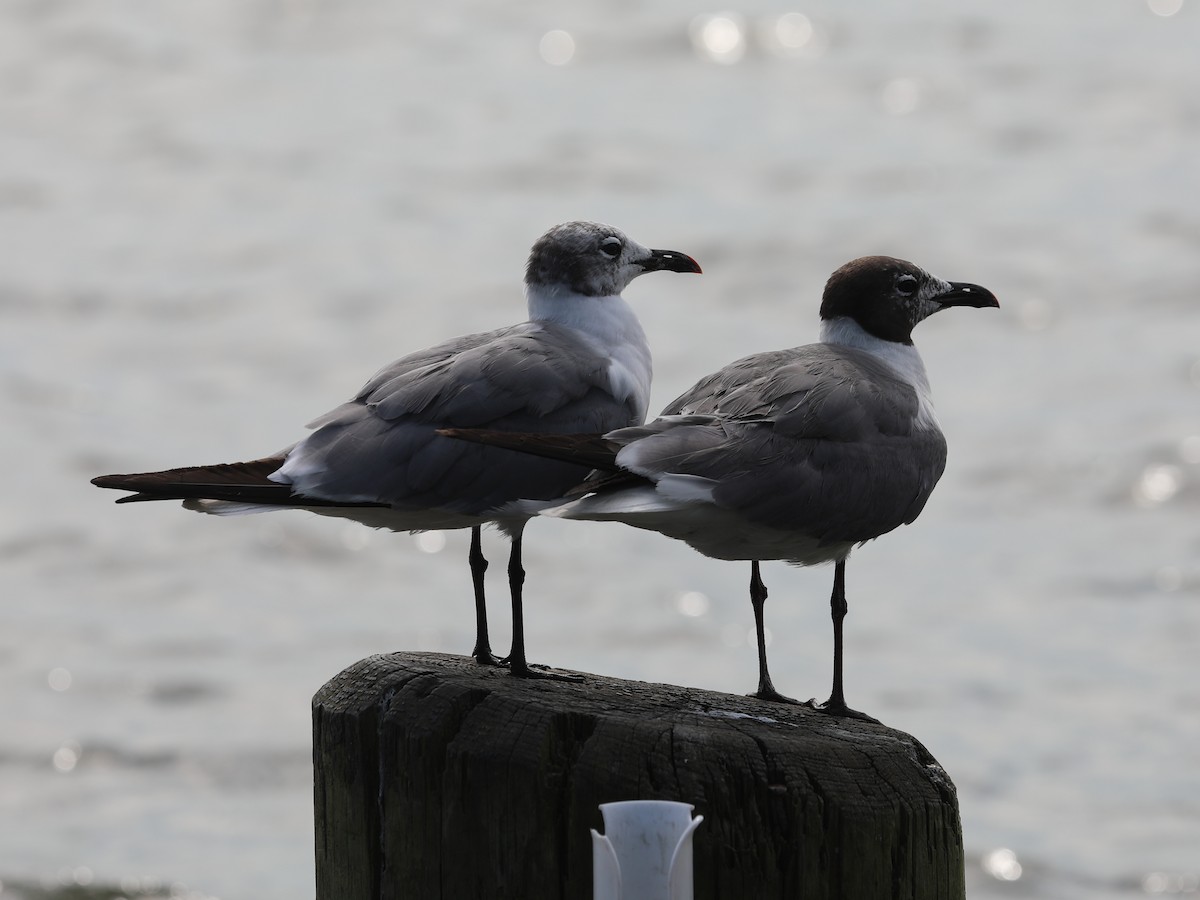 Laughing Gull - ML490957891