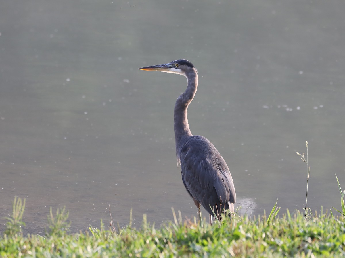 Great Blue Heron - ML490958171