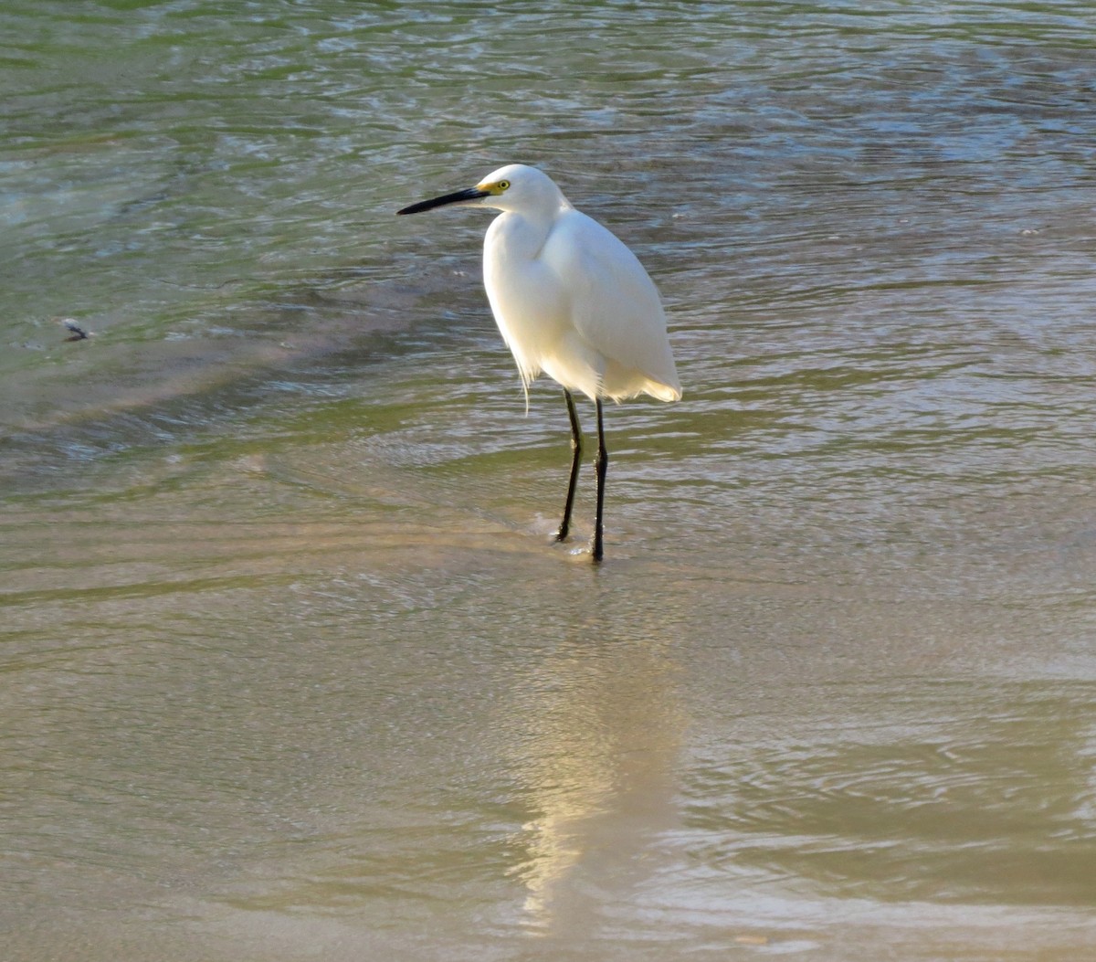 Snowy Egret - ML490959591