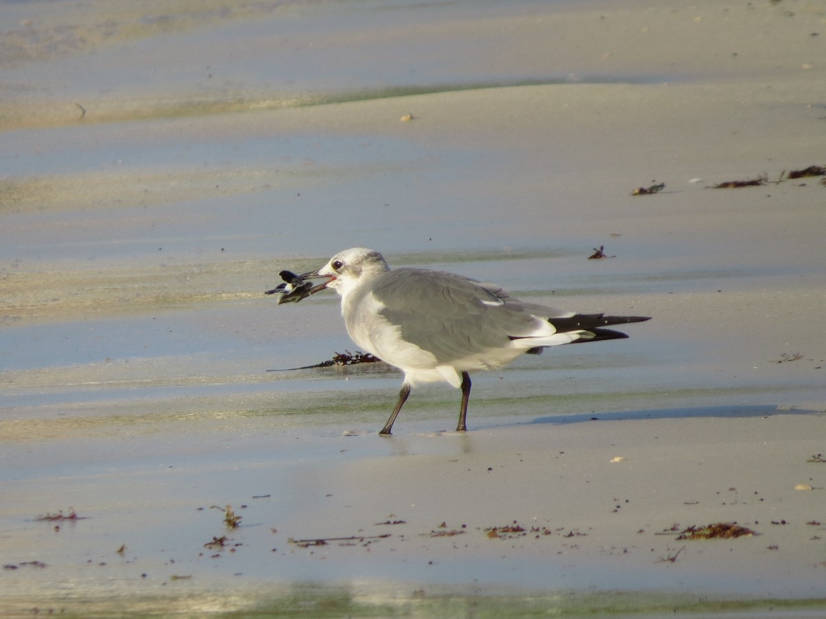 Laughing Gull - ML490959841