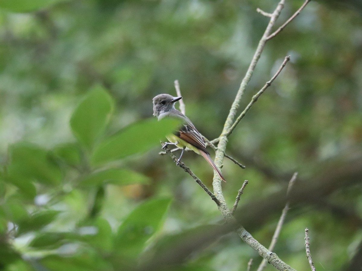 Great Crested Flycatcher - ML490959851