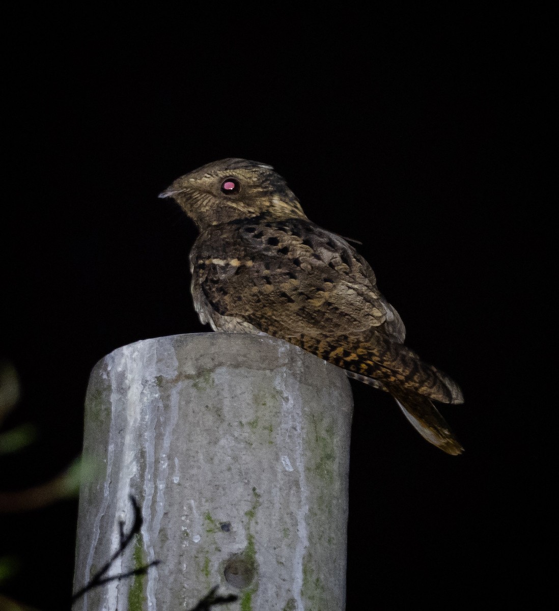 Chuck-will's-widow - ML490961341