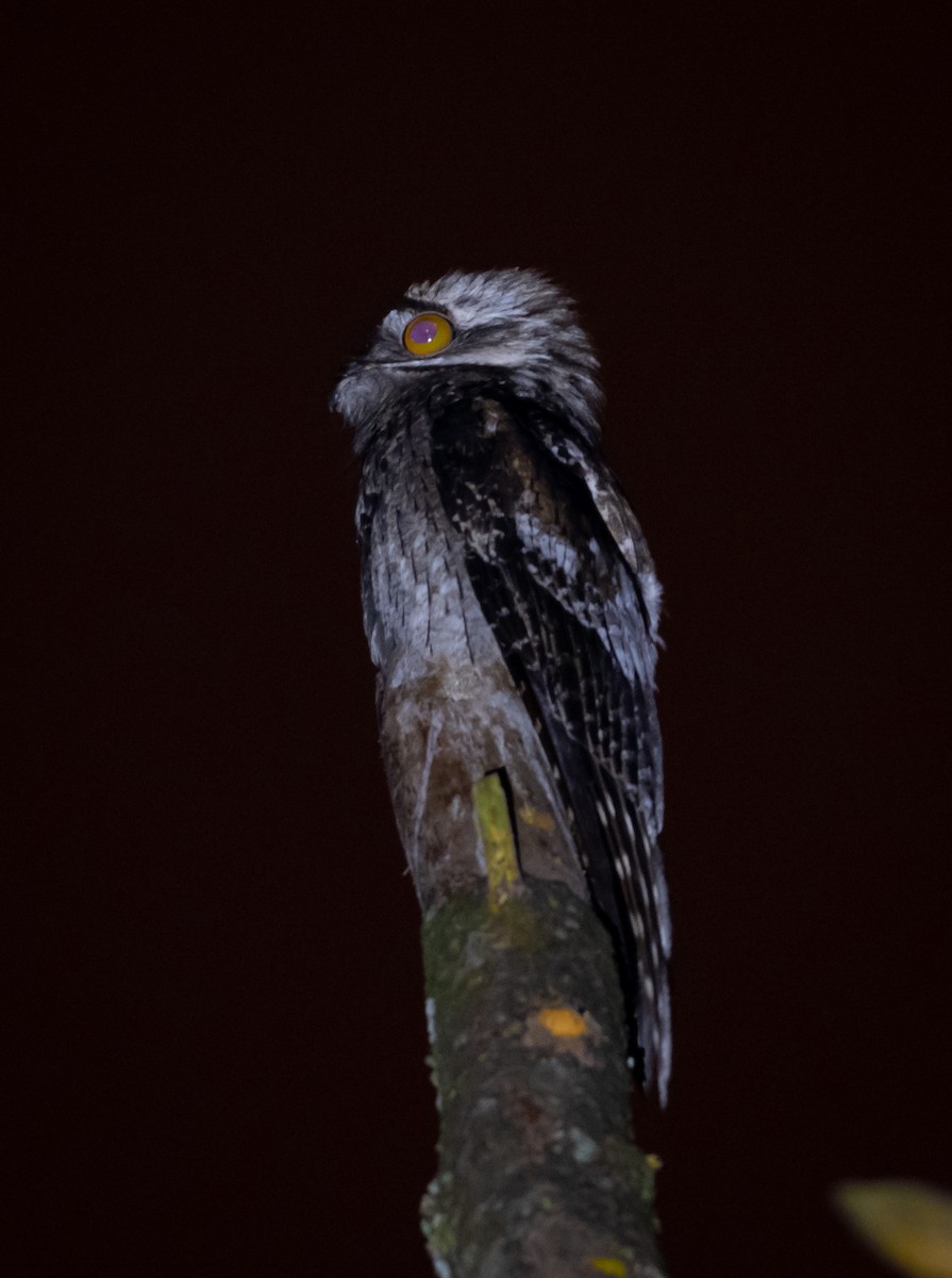Northern Potoo - ML490961361