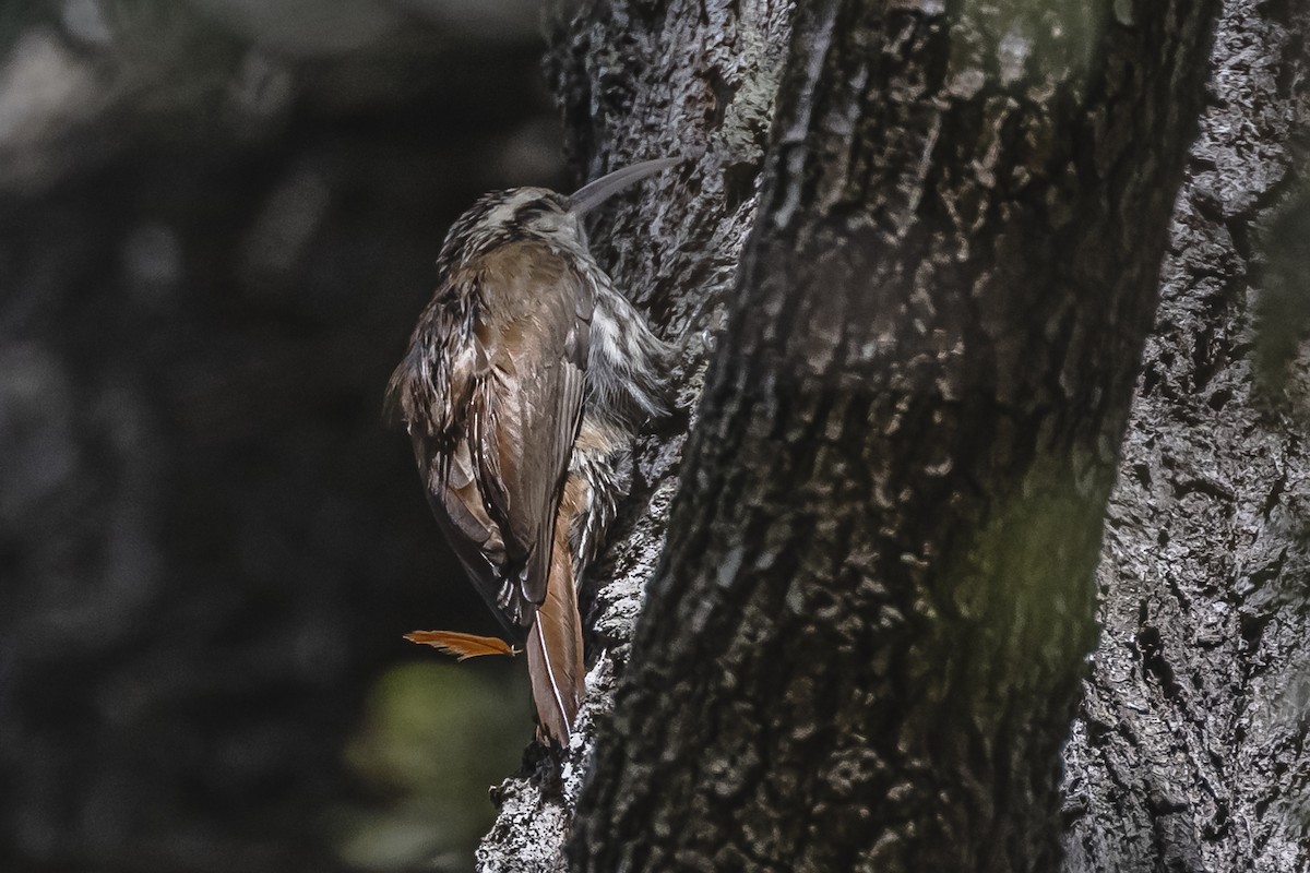 Narrow-billed Woodcreeper - ML490961671
