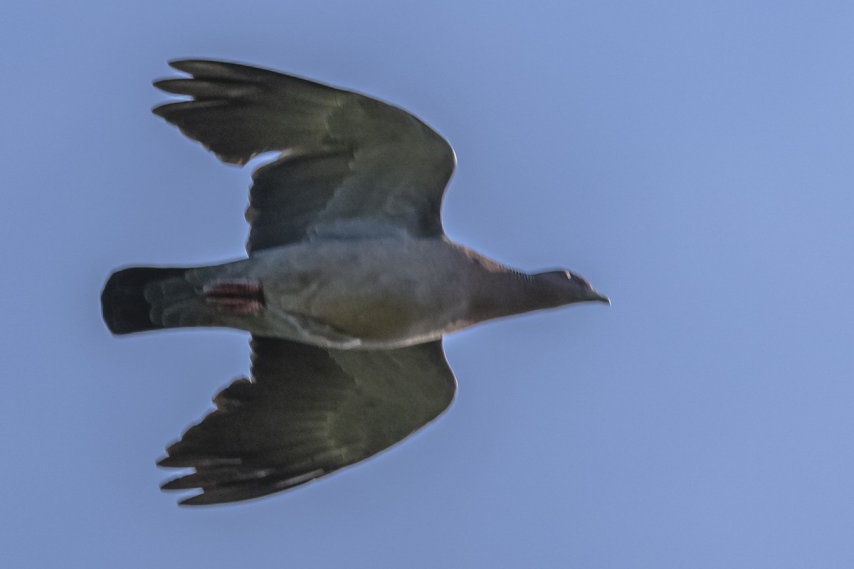 Picazuro Pigeon - ML490961711
