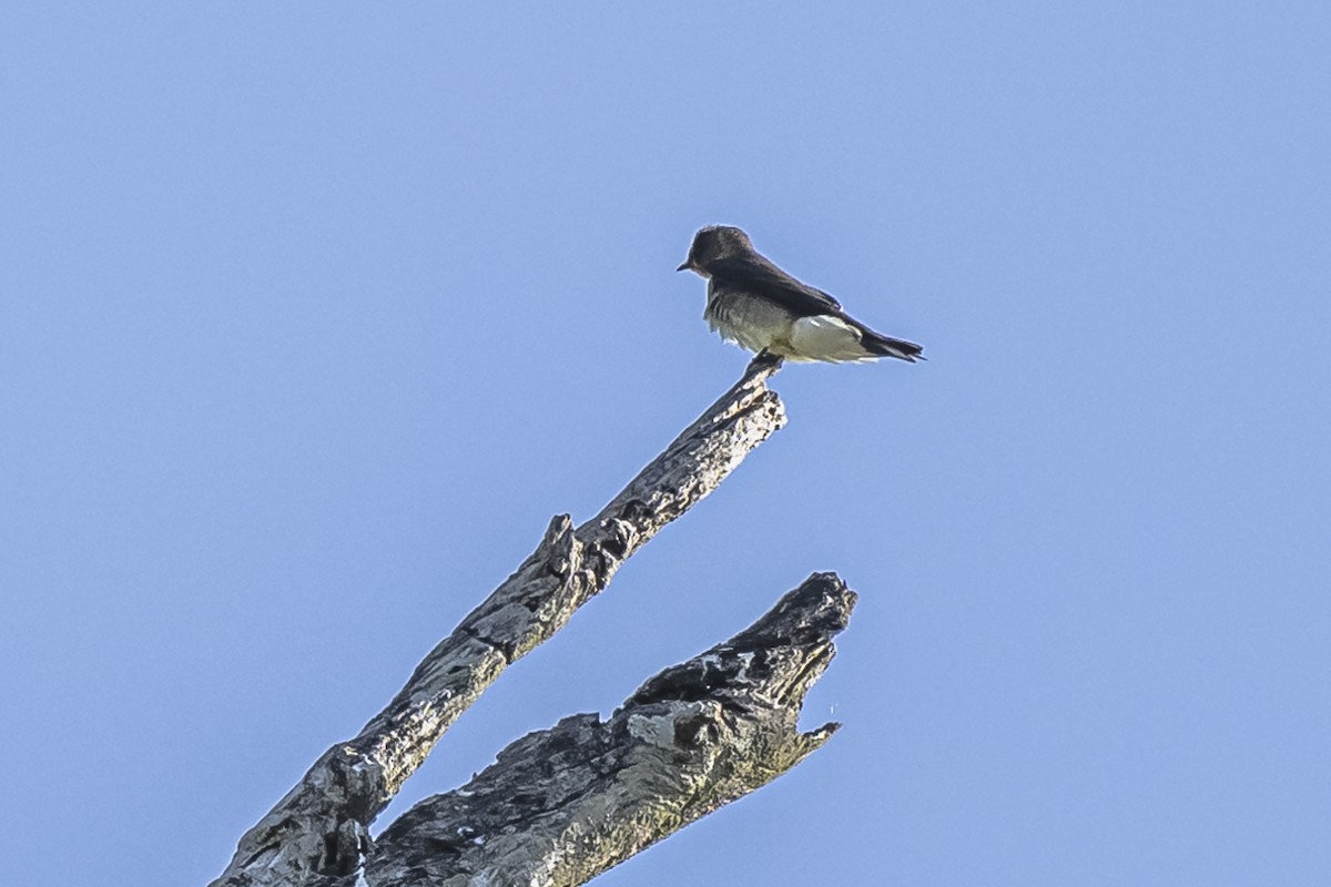 Southern Rough-winged Swallow - ML490961731