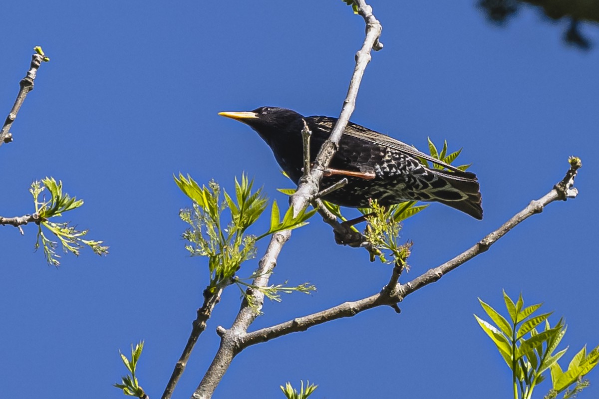European Starling - ML490961761
