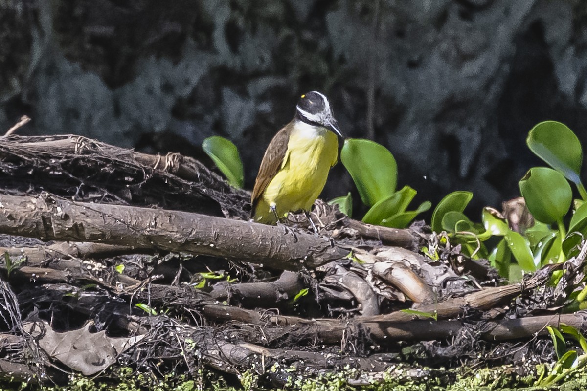 Great Kiskadee - ML490961791