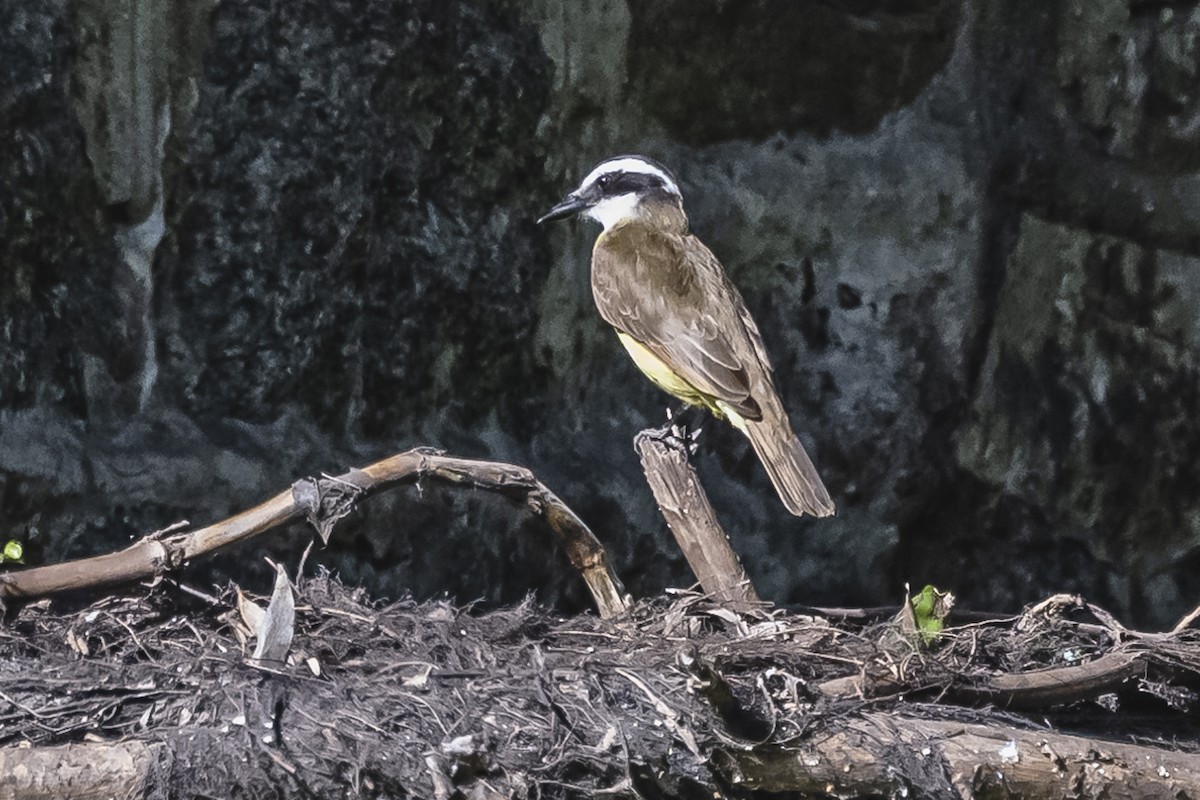 Great Kiskadee - ML490961811
