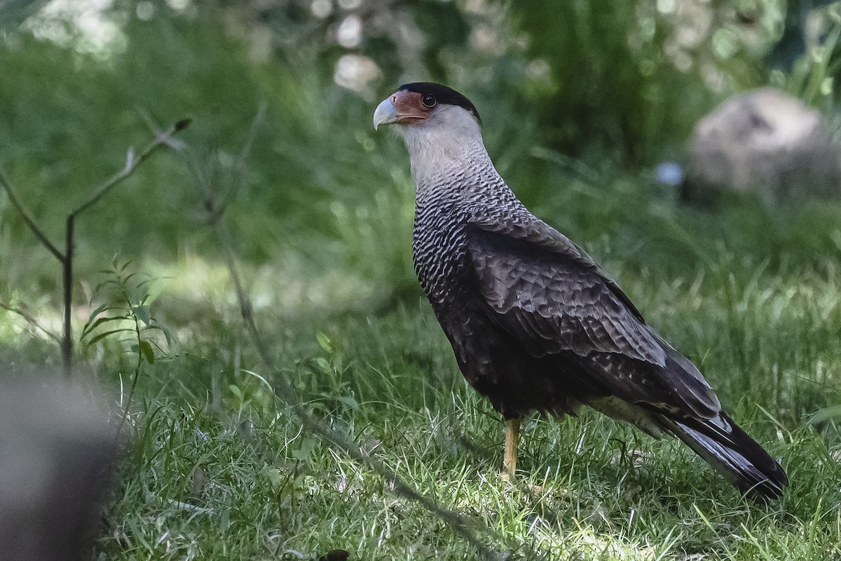 Crested Caracara - ML490961871