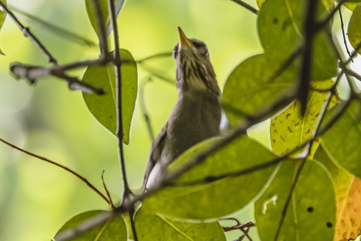 Creamy-bellied Thrush - ML490961911