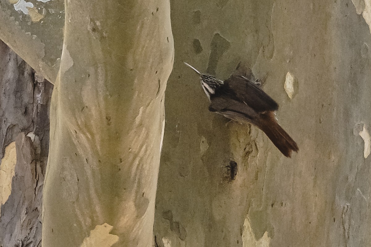 Narrow-billed Woodcreeper - ML490962011