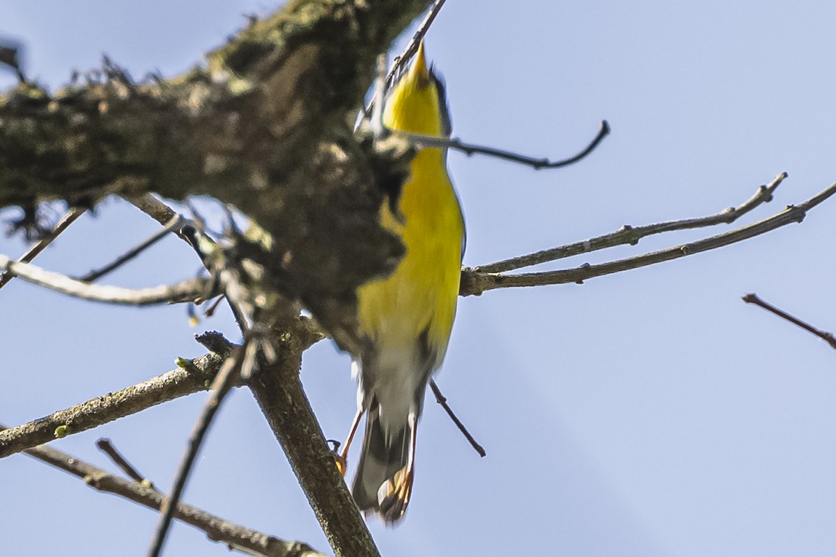 Tropical Parula - ML490962071