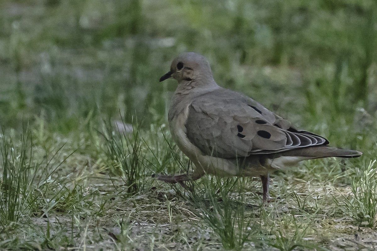 Eared Dove - ML490962181