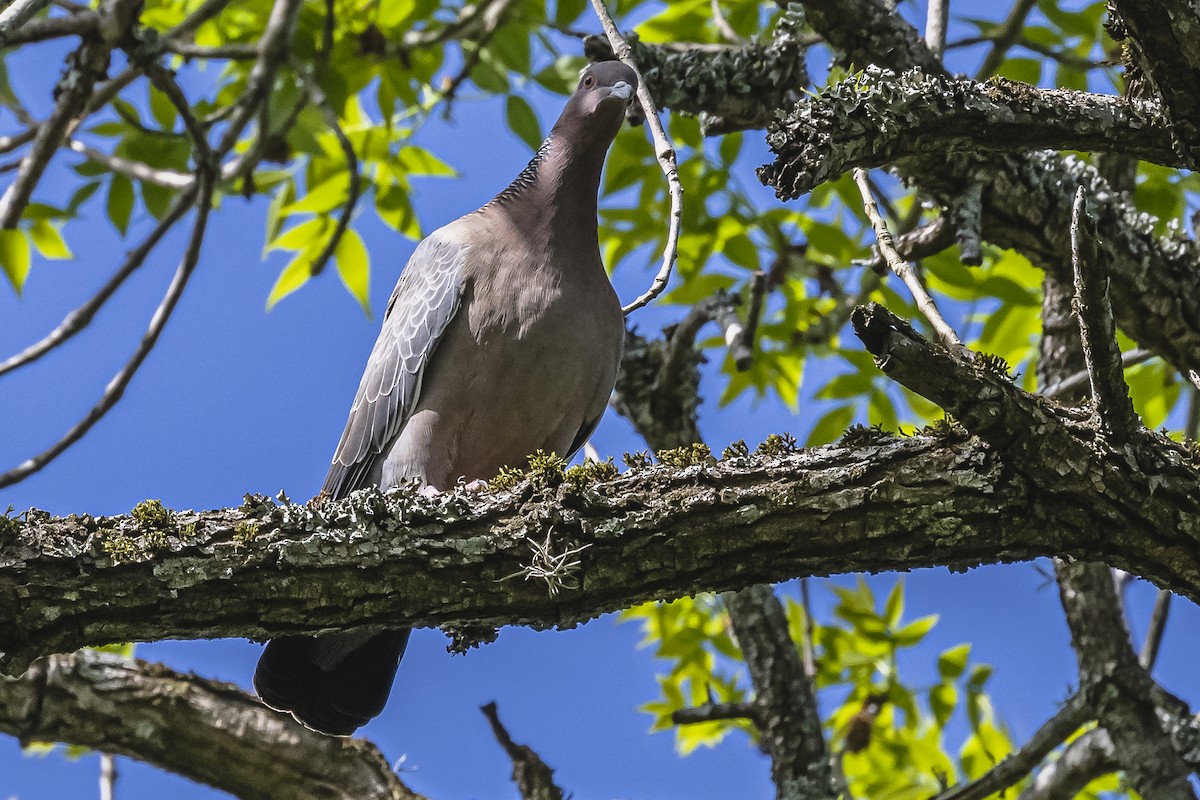 Picazuro Pigeon - ML490962191