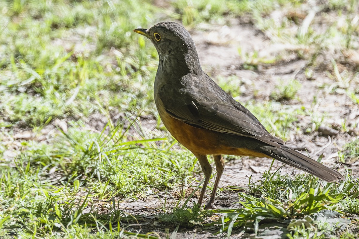 Rufous-bellied Thrush - ML490962211