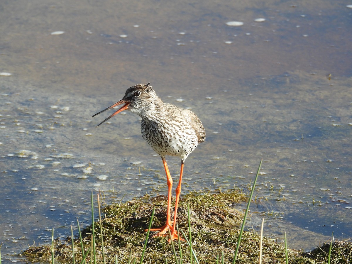 Common Redshank - ML490962251