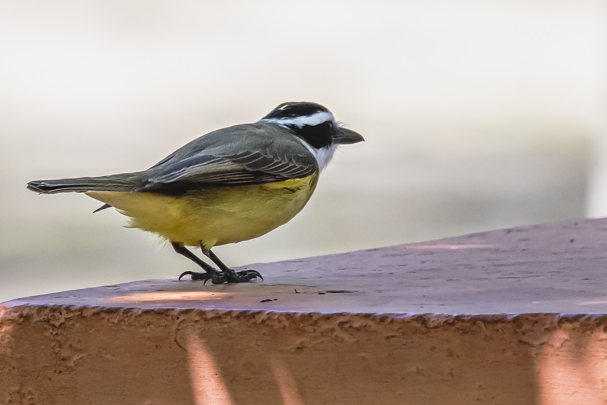 Great Kiskadee - ML490962281