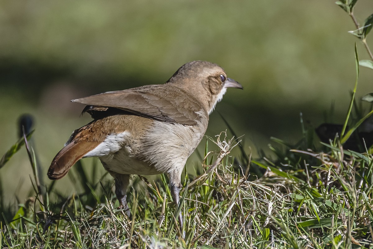 Rufous Hornero - ML490962381