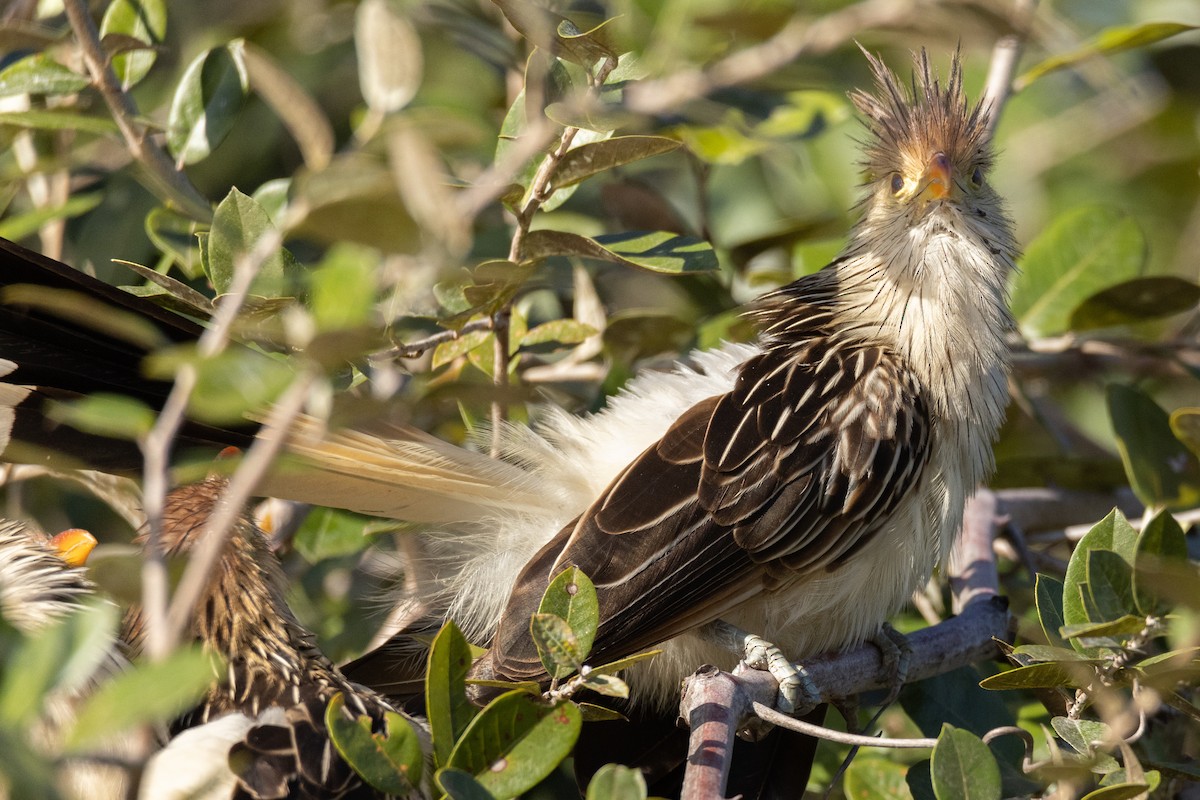 Guira Cuckoo - Kent Fiala