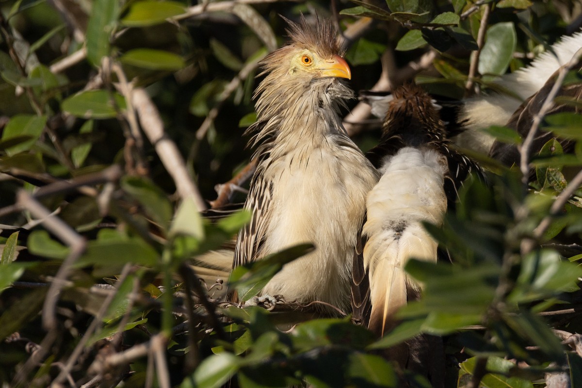 Guira Cuckoo - Kent Fiala