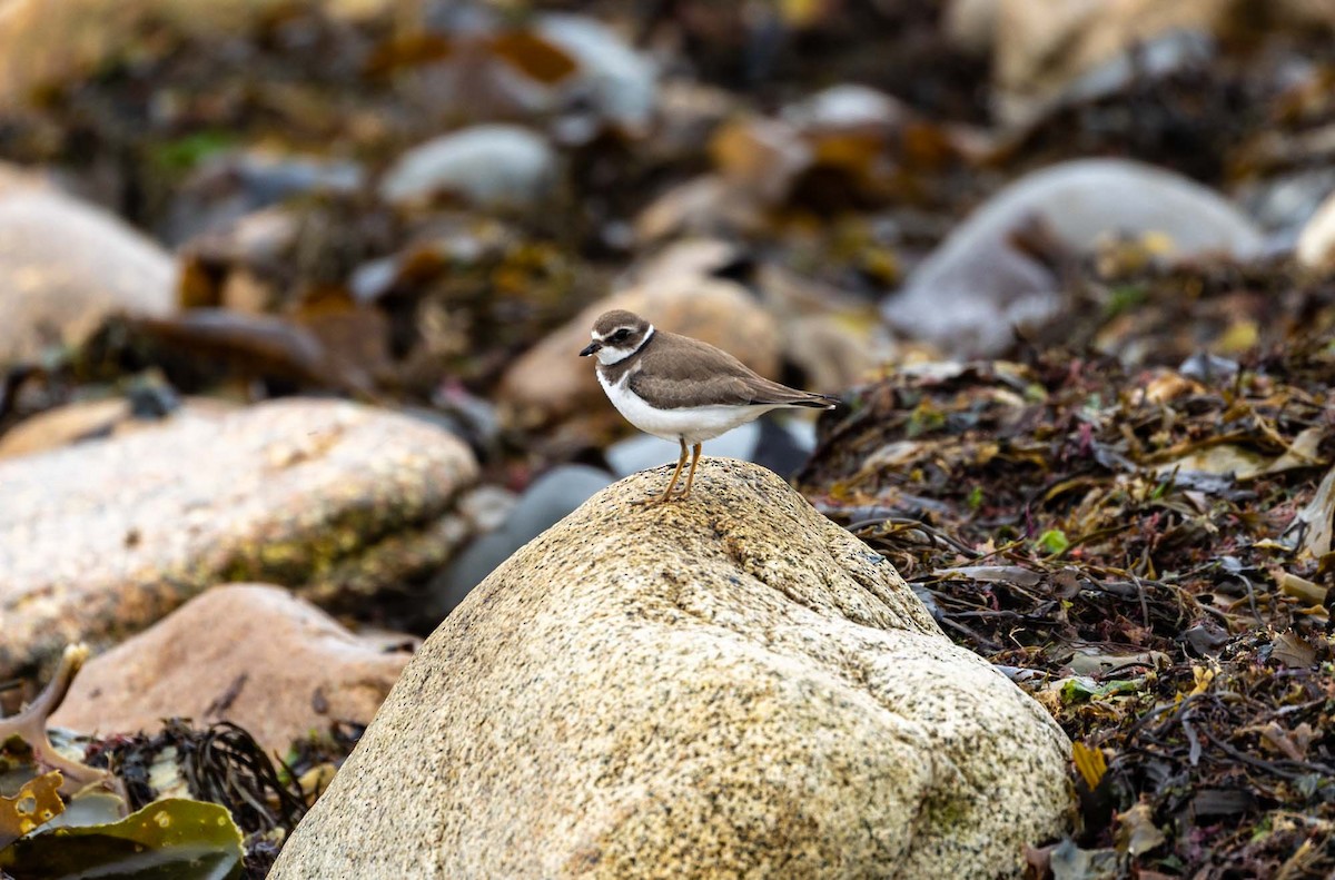 Semipalmated Plover - ML490962891