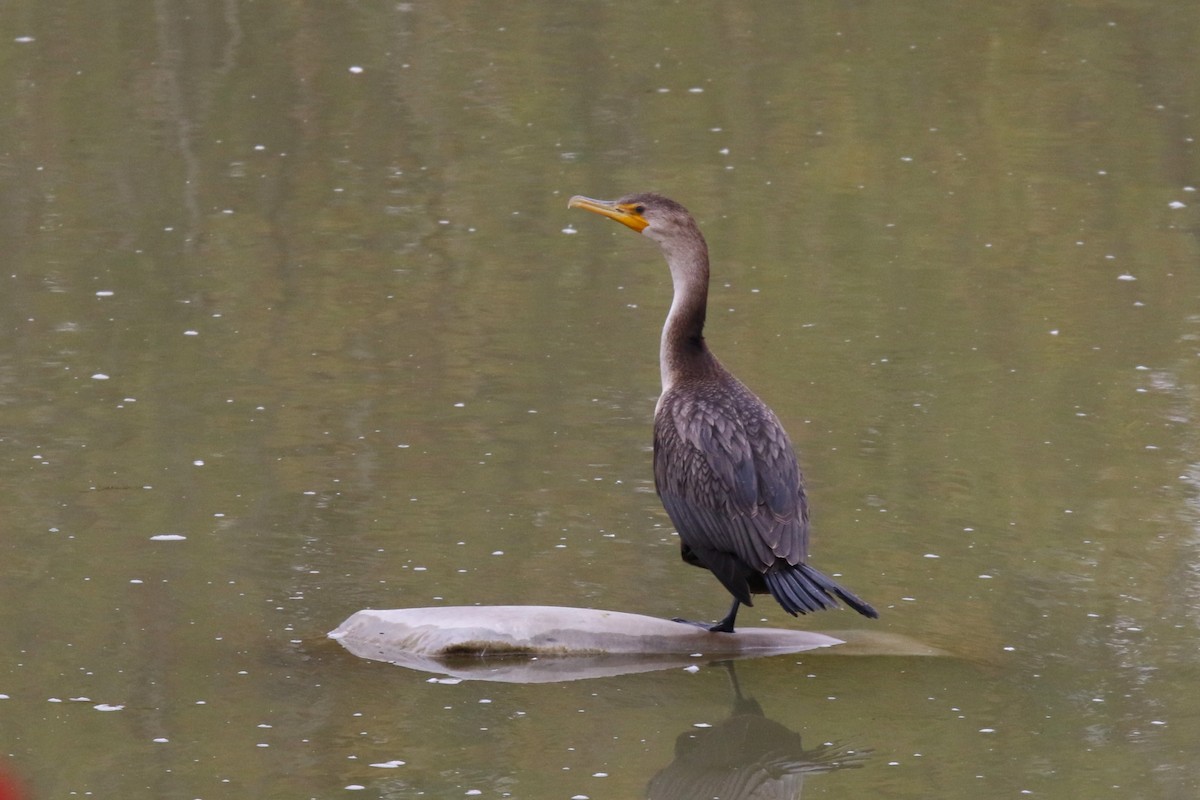 Double-crested Cormorant - ML490963441