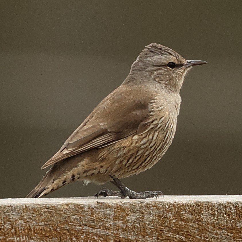 Brown Treecreeper - ML490968751