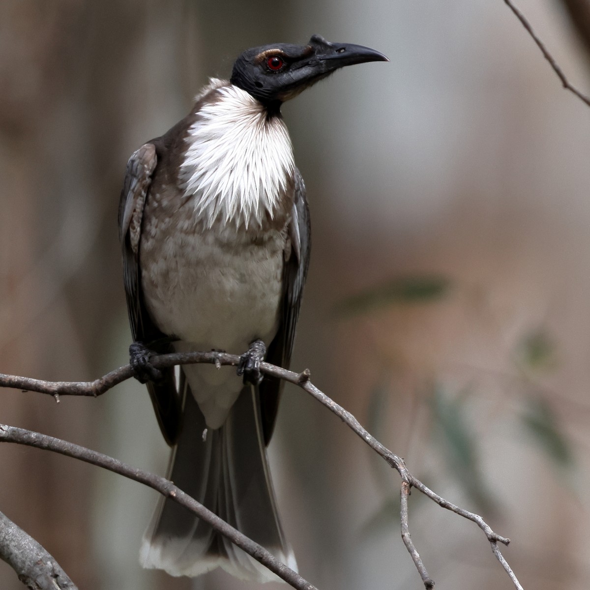 Noisy Friarbird - ML490969041