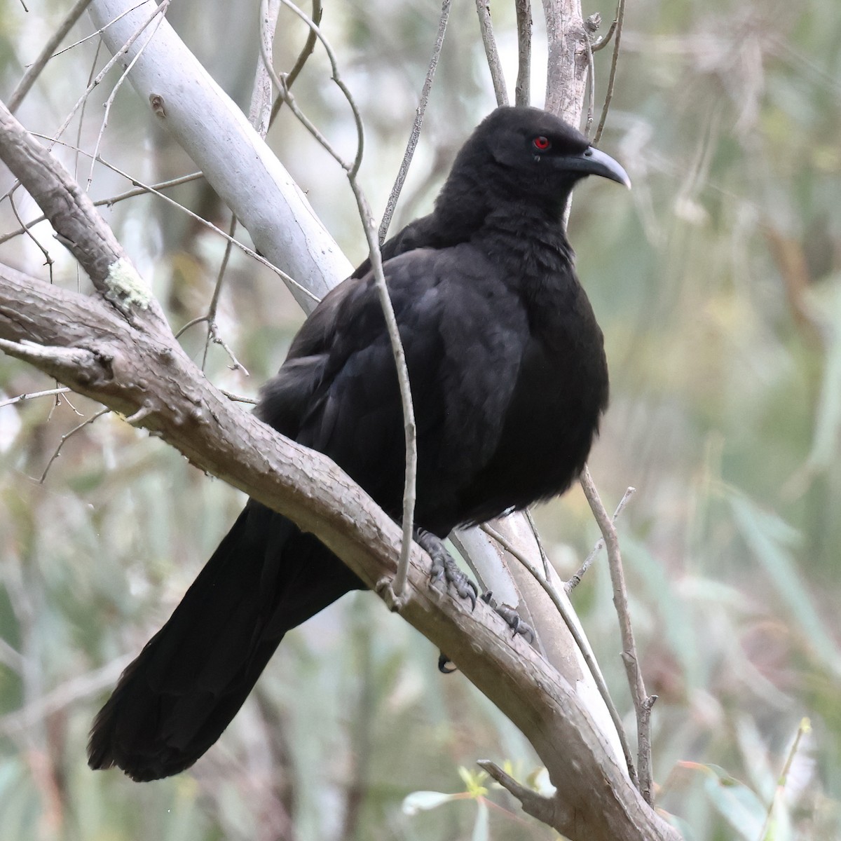 White-winged Chough - ML490969081