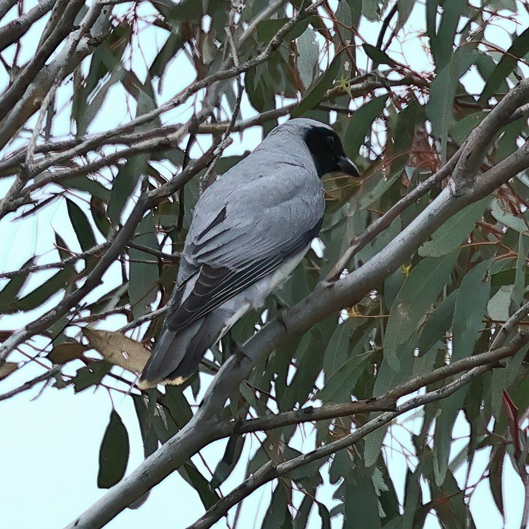 Black-faced Cuckooshrike - ML490970001