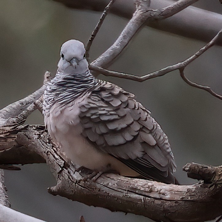 Peaceful Dove - ML490971421