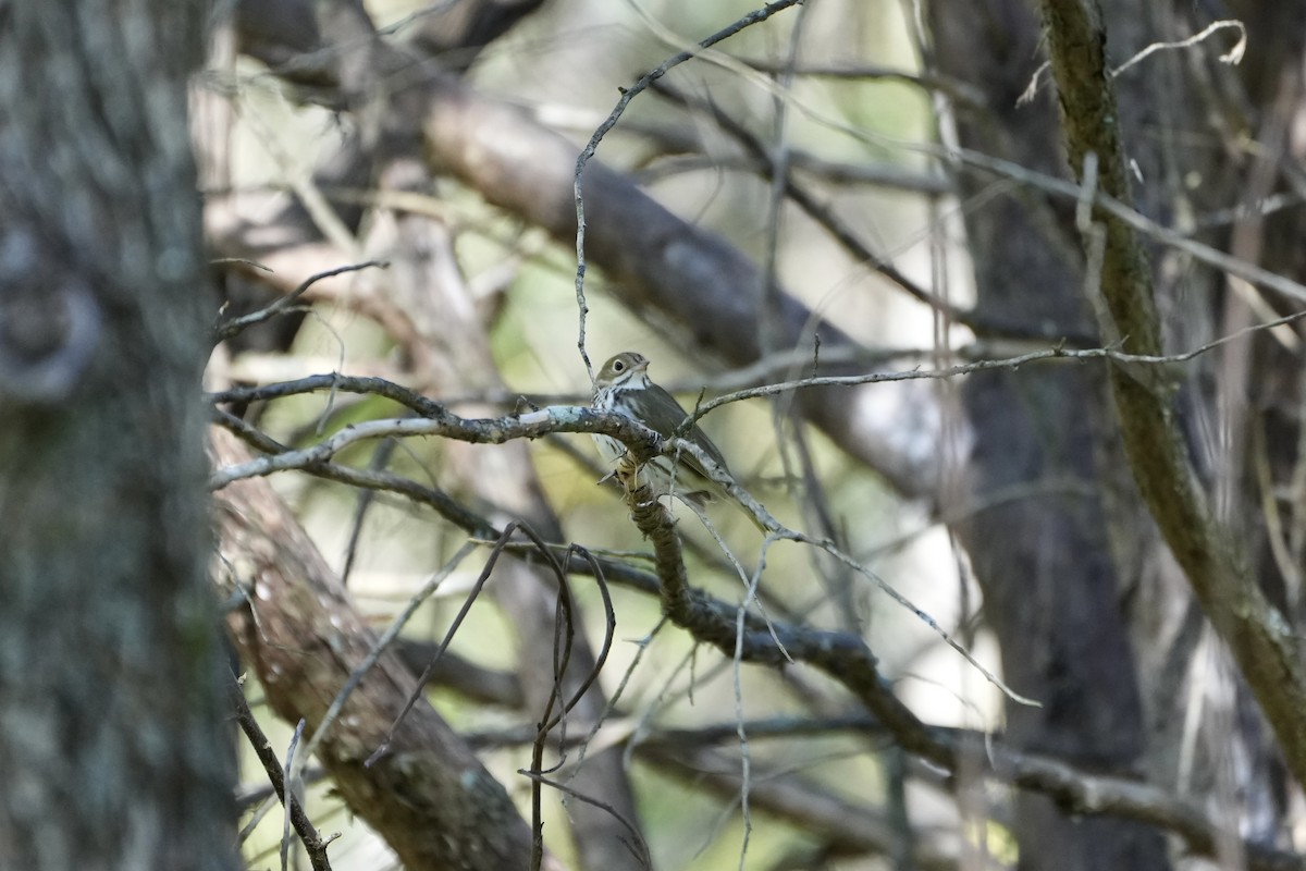 Ovenbird - ML490971461