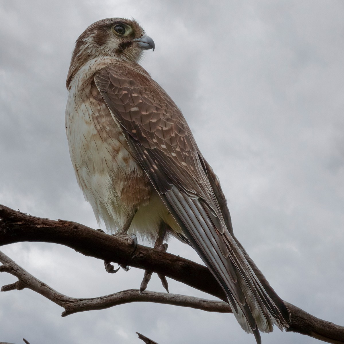 Brown Falcon - ML490971471