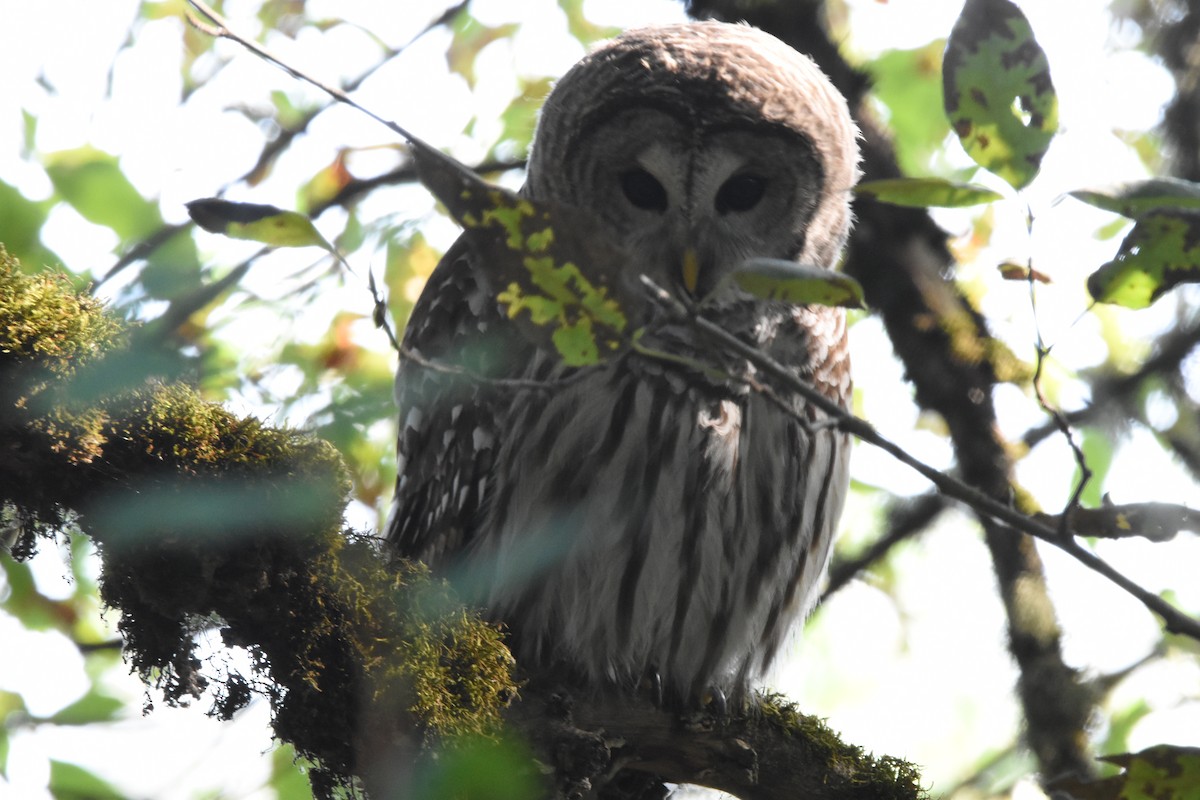 Barred Owl - ML490971741