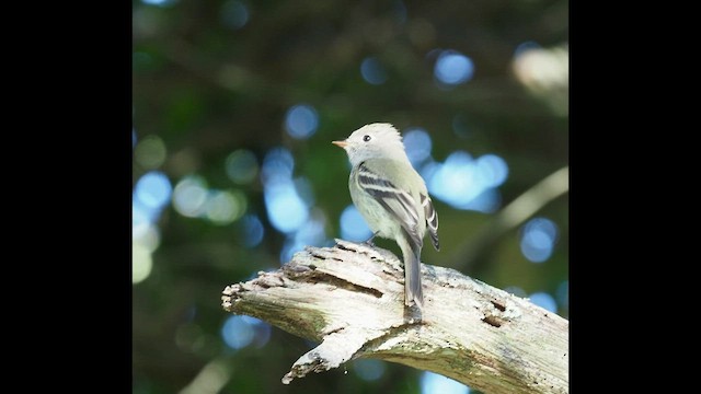 Hammond's Flycatcher - ML490971791