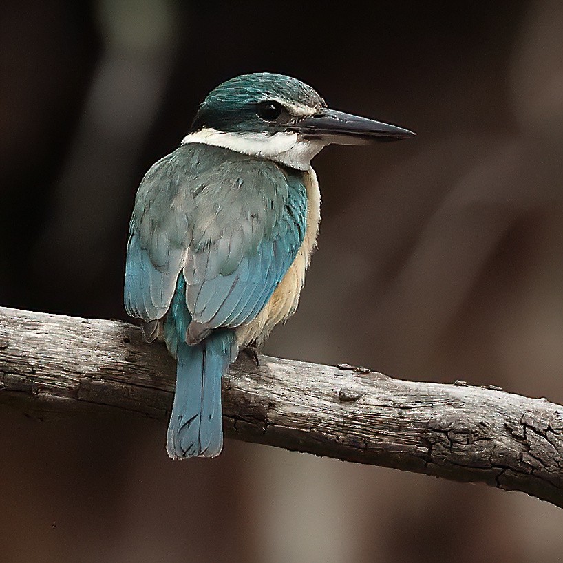 Sacred Kingfisher - ML490971901