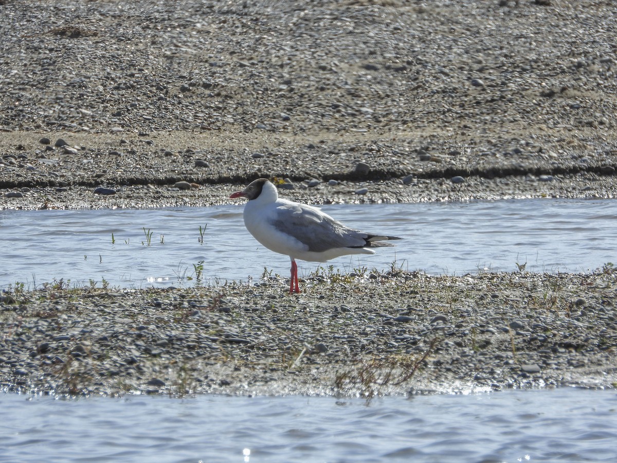 Brown-headed Gull - ML490972071