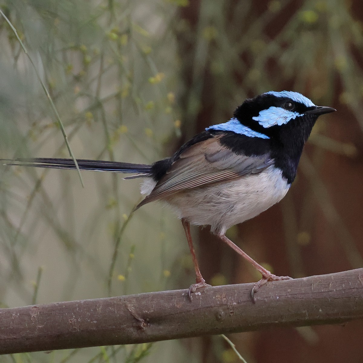 Superb Fairywren - ML490972481