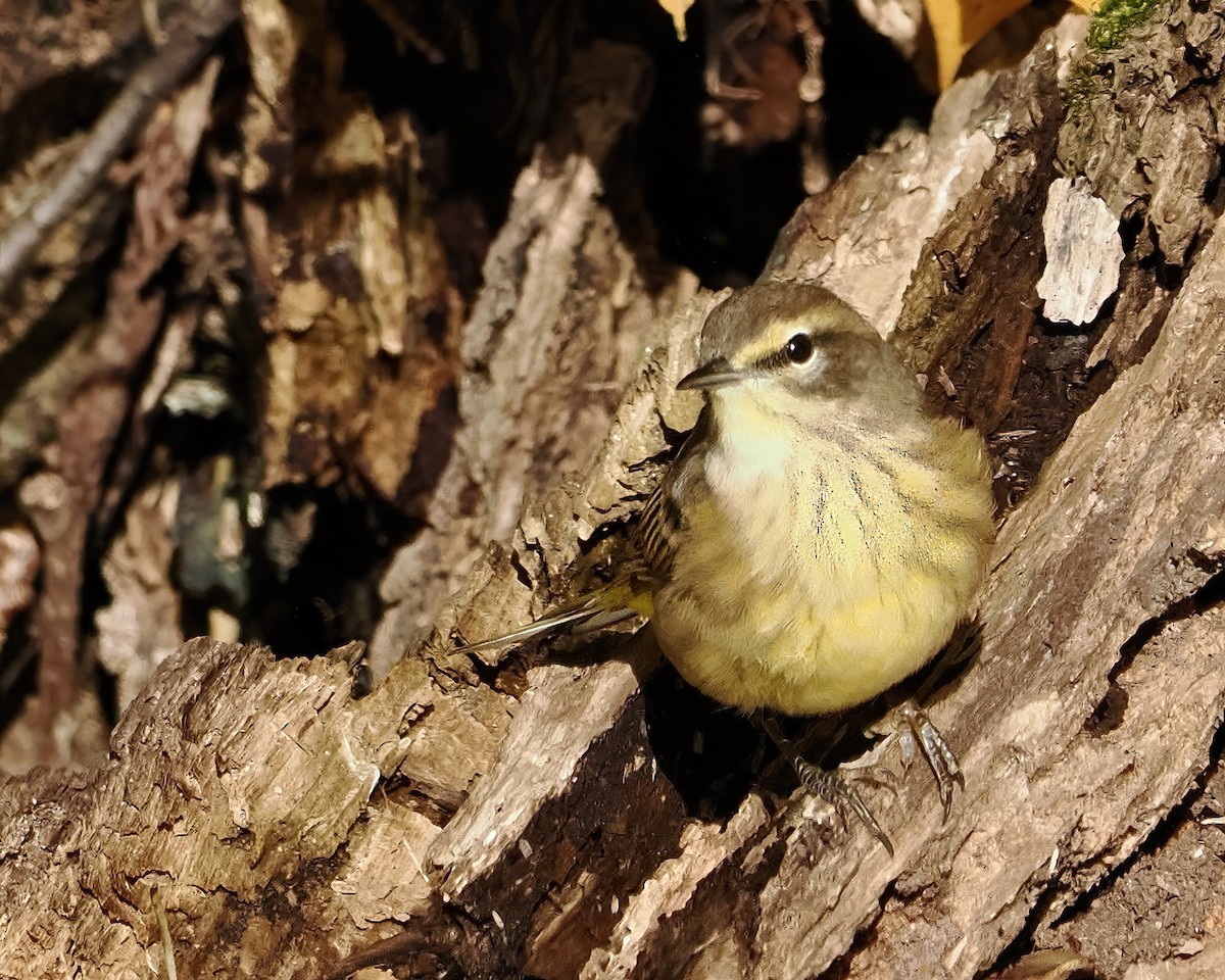 Palm Warbler - ML490973231