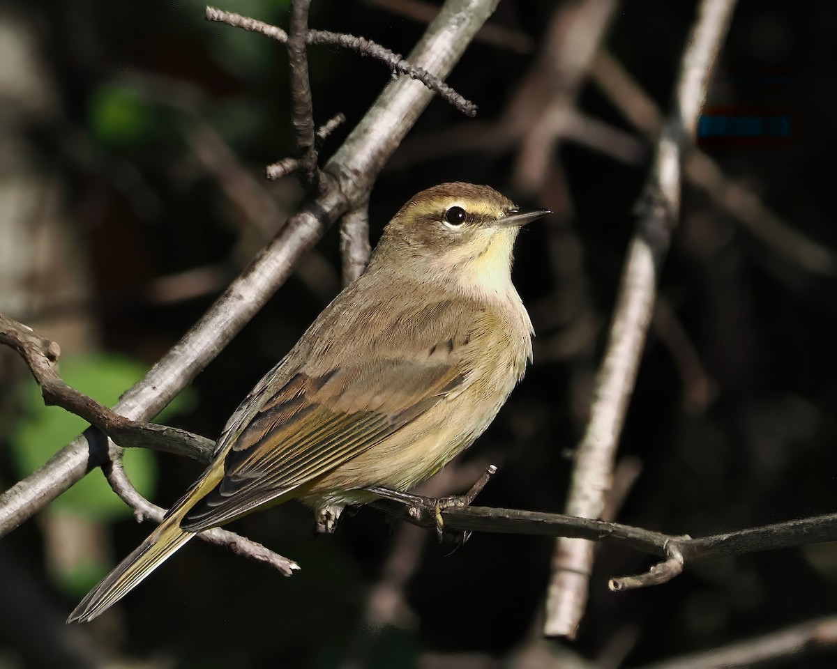 Palm Warbler - ML490973351