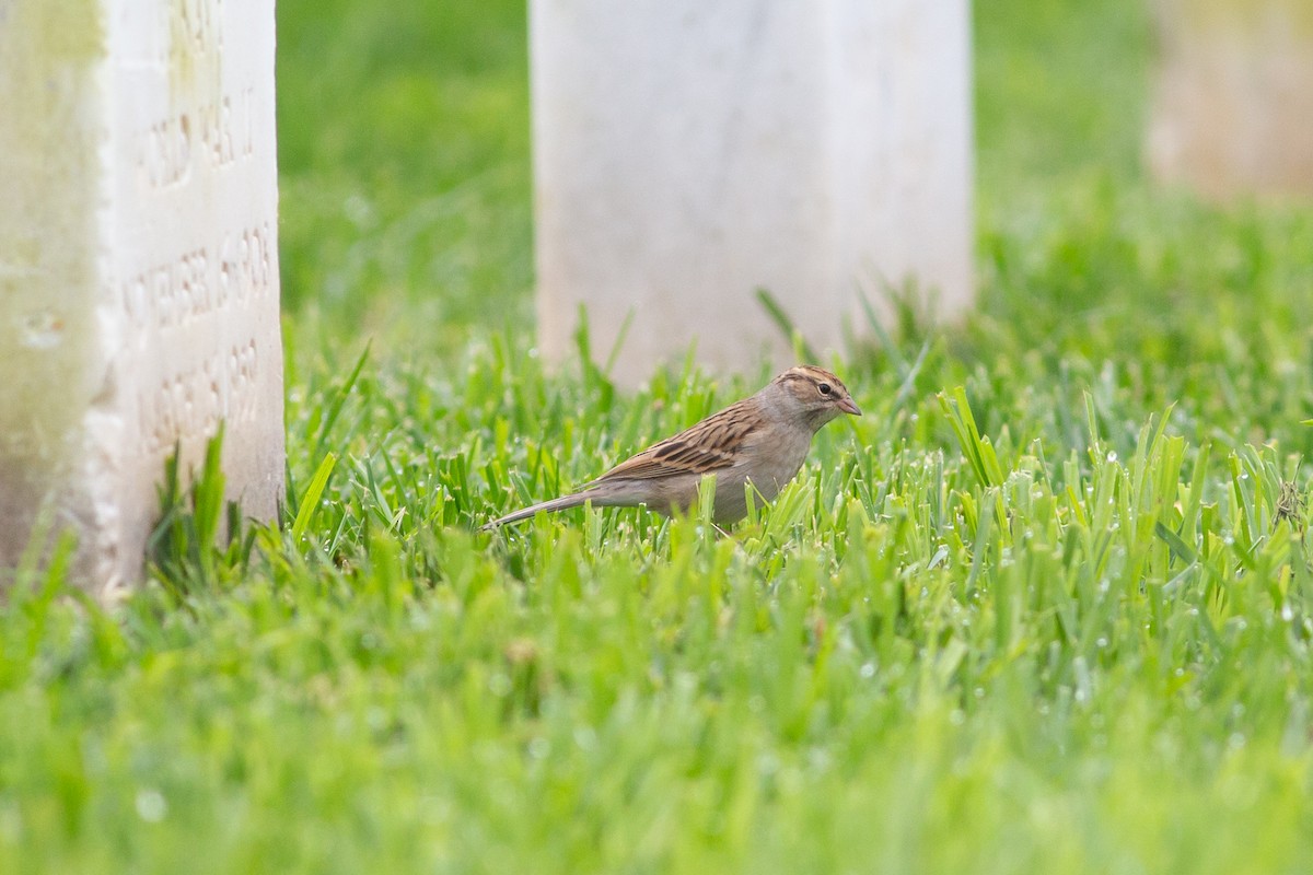 Chipping Sparrow - ML490973761