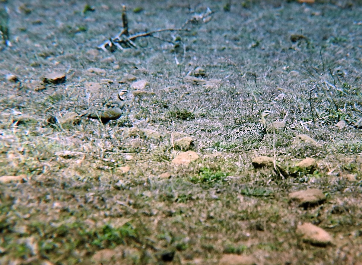 Yellow-throated Sandgrouse - ML49097431